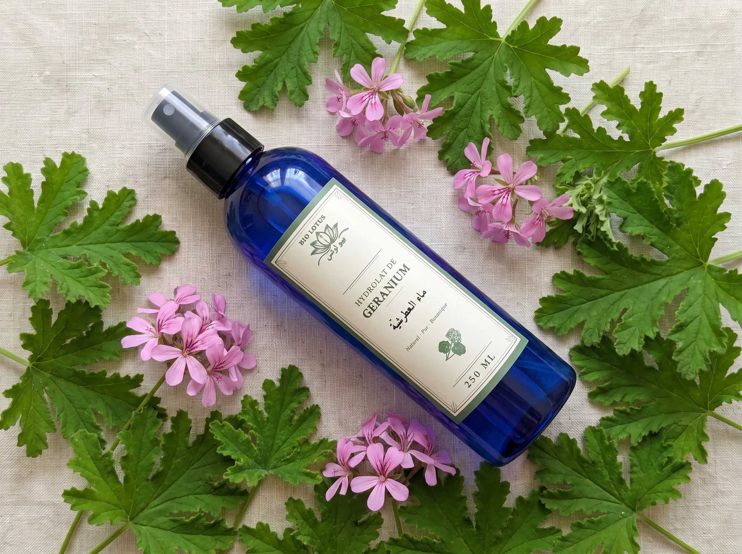 Flacon d'hydrolat de géranium (attar chiya) Bio Lotus entouré de feuilles et fleurs de géranium fraîches