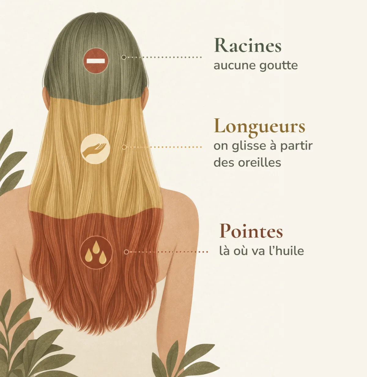 Schéma d’une chevelure en trois zones : racines sans huile, longueurs à partir des oreilles, pointes où l’on applique l’huile d’argan